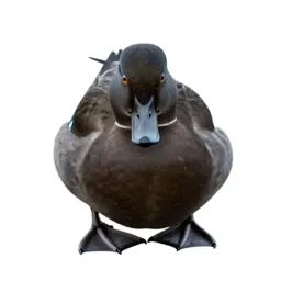 Common scoter