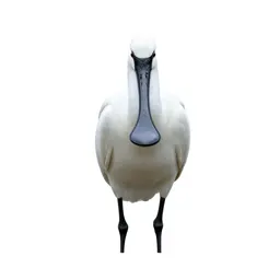 Common spoonbill