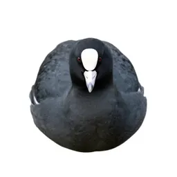 Coot