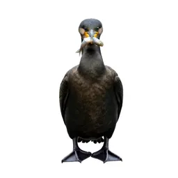 Cormorant