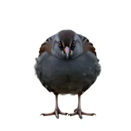 Corncrake