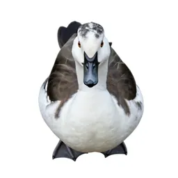 Coscoroba