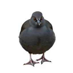 Courser