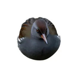 Crake