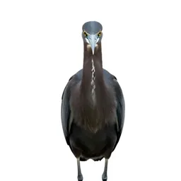 Crane