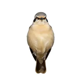 Cream-colored courser