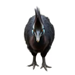 Crested cariama