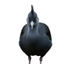 Crested screamer
