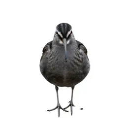Curlew sandpiper