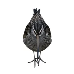 Curlew