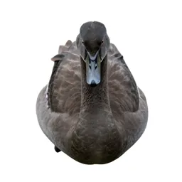 Cygnet