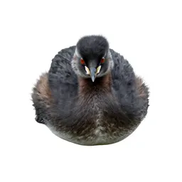 Dabchick