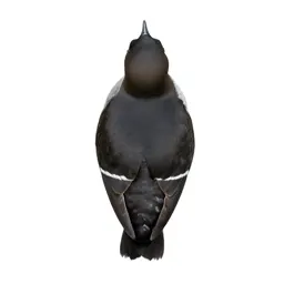 Diving petrel