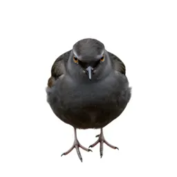 Dotterel
