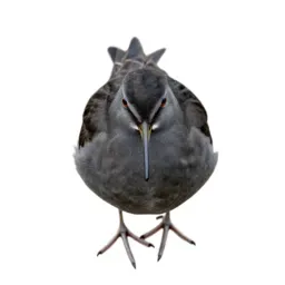 Dowitcher