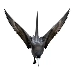 Frigate bird