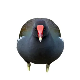 Gallinule