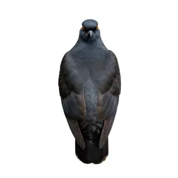Game bird