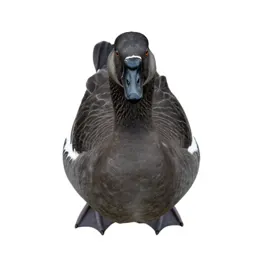 Gander