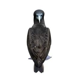 Gannet