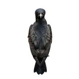 Gaviiform seabird