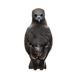 Giant petrel