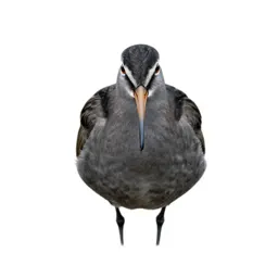 Godwit
