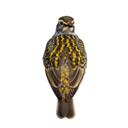 Golden plover