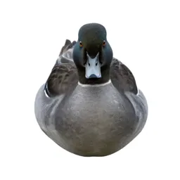Goosander
