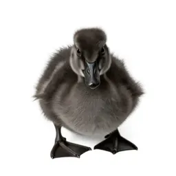 Gosling