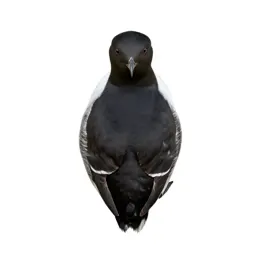 Great auk