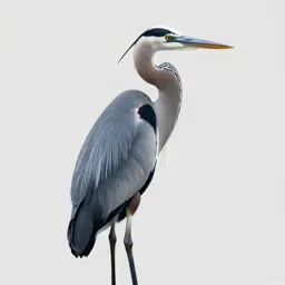 Great blue heron