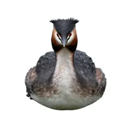 Great crested grebe