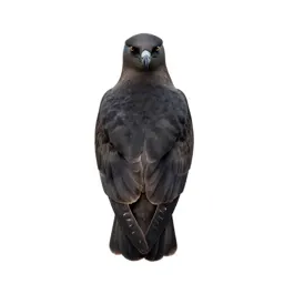 Great skua