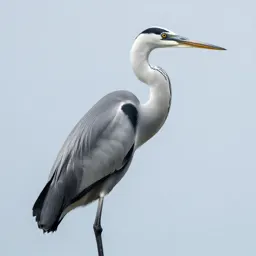 Great white heron