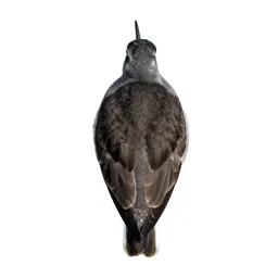 Greater yellowlegs