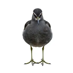 Greenshank