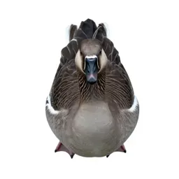 Greylag