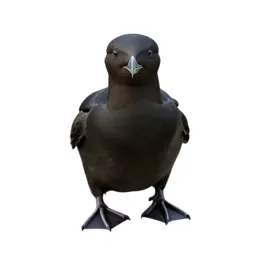 Guillemot