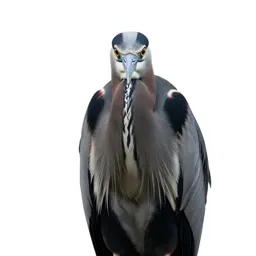 Heron
