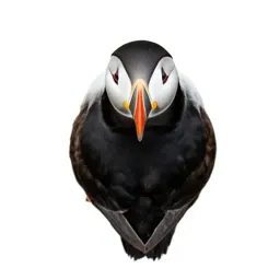 Horned puffin