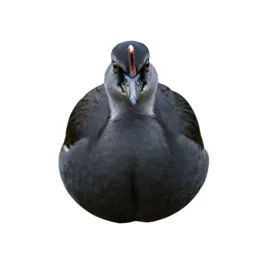 Horned screamer