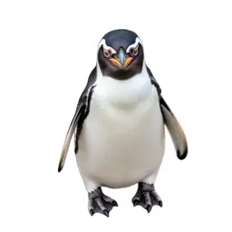 Jackass penguin