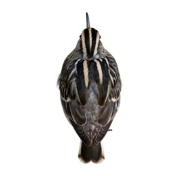 Jacksnipe