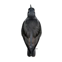 Kaki