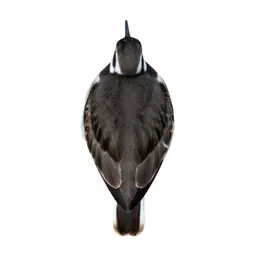 Killdeer