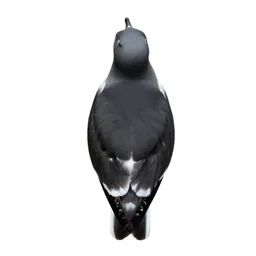 Kittiwake