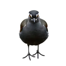 Lapwing
