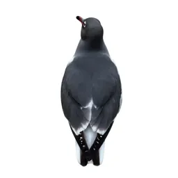 Laughing gull