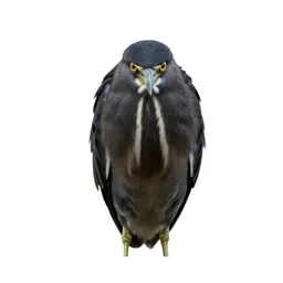 Least bittern
